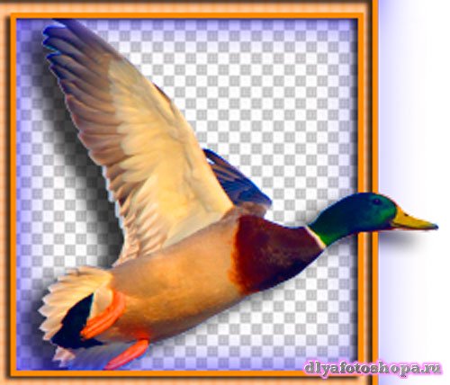 Png для фотошоп - Домашние и дикие птицы