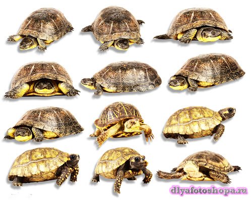 Картинки в формате png - Морские и сухопутные черепахи