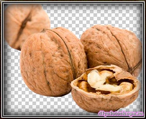 Картинки png - Лесные и грецкие орехи
