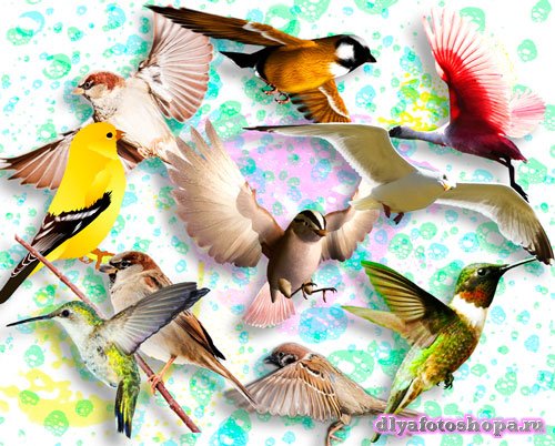 Картинки png - Птички