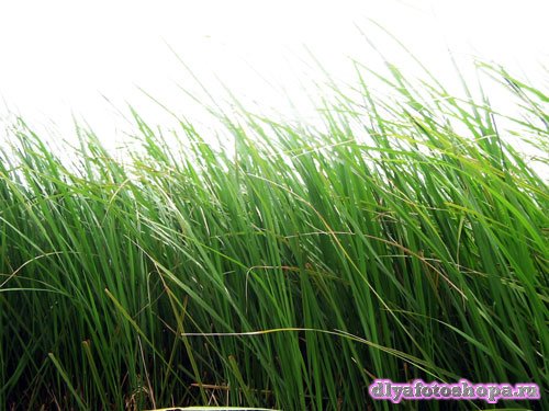Png для фотошоп - Зеленая трава