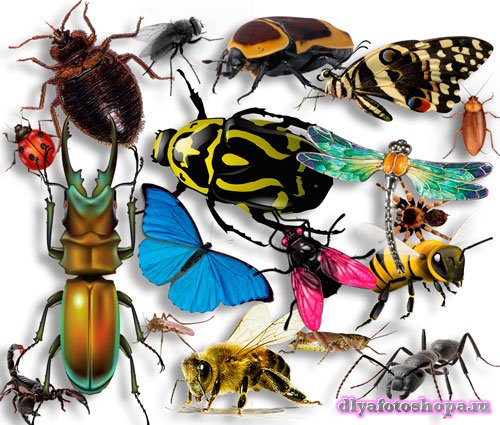 Png на прозрачном фоне - Большой набор насекомых