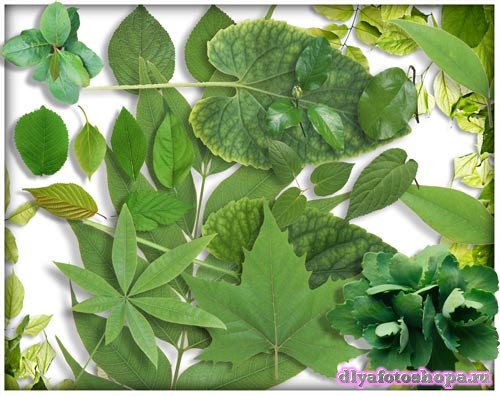 Png для фотошоп - Зеленые листья