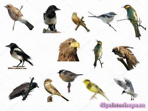 Png для дизайна -  Разнообразные птицы