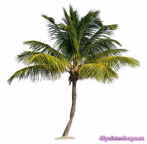 Клипарты для фотошопа - Зеленые пальмы