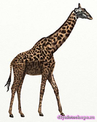 Растровый клипарт - Африканские жирафы
