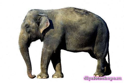 Клипарты Png - Слоны и мамонты